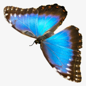Nature, Animals, Butterfly, Insect, Fly, Wing, Probe - Butterfly Animals That Fly, HD Png Download, Transparent PNG