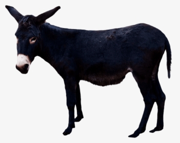 Donkey Png, Transparent Png, Transparent PNG