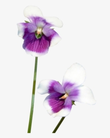 #violets #purple #flowers #flower #freetoedit - Flower, HD Png Download, Transparent PNG
