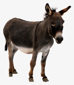 Donkey Png, Transparent Png, Transparent PNG