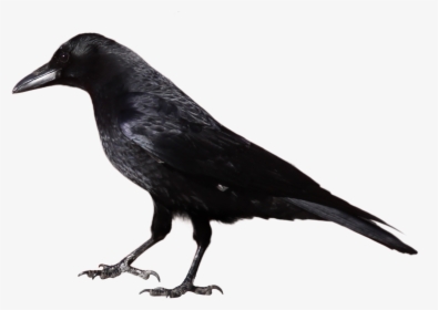 Black Crow Standing Png Image - Crow Black And White, Transparent Png, Transparent PNG