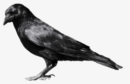 Black Crow Sideview - Crow Png, Transparent Png, Transparent PNG