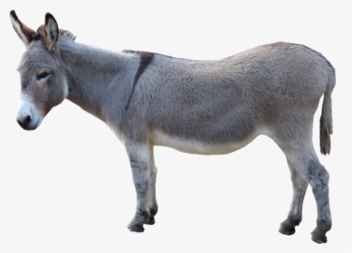 Donkey Png Pic - Donkey Png, Transparent Png, Transparent PNG