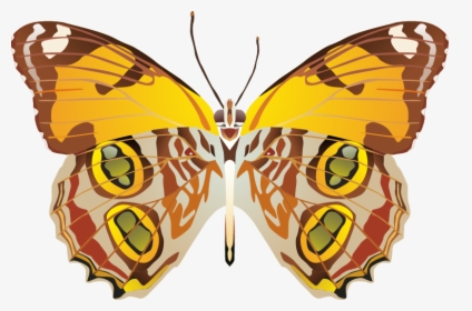 Butterfly Png Images Png - Portable Network Graphics, Transparent Png, Transparent PNG