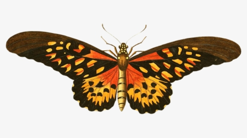 Butterfly Vintage Drawing Png, Transparent Png, Transparent PNG