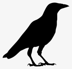 American Crow Common Raven Bird Carrion Crow Clip Art - Crow Black And White, HD Png Download, Transparent PNG