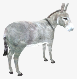 Donkey Png Download Image - Burro, Transparent Png, Transparent PNG