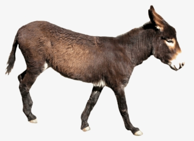 Free Png Donkey Png Images Transparent - Transparent Background Donkey Png, Png Download, Transparent PNG