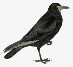 Transparent Raven Flying Png - Crow Free, Png Download, Transparent PNG