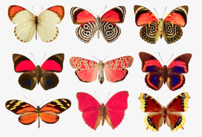 Butterfly Red Png, Transparent Png, Transparent PNG