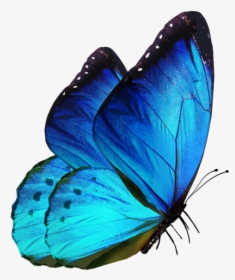 Editing Butterfly Png Download - Butterfly Png For Editing, Transparent Png, Transparent PNG