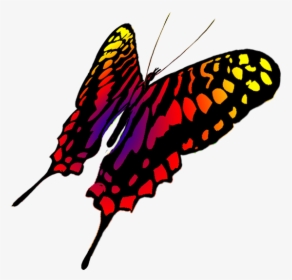 Drawing Of Swallowtail Butterfly - Butterfly, HD Png Download, Transparent PNG