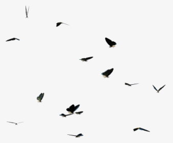 Butterflies Swarm Png Clipart - Flock, Transparent Png, Transparent PNG