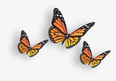 Butterfly Png Image - Monarch Butterfly Transparent Background, Png Download, Transparent PNG