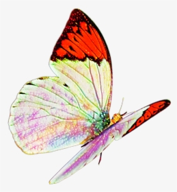 Butterfly Real Nature Flying Sticker Mislen Png Flying - Real Butterfly Png, Transparent Png, Transparent PNG
