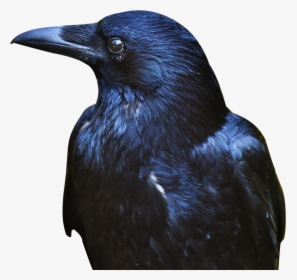 Gull Bird Png Transparent Image - Crow Png, Png Download, Transparent PNG
