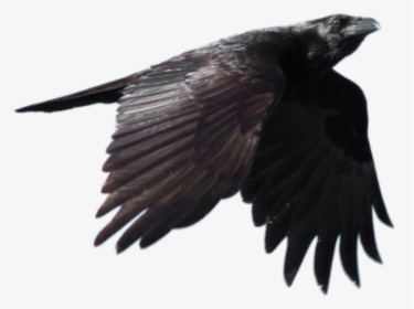 Crow Png Picture - Crow Flying Transparent Background, Png Download, Transparent PNG