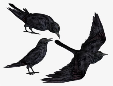 Crow Clipart Flying - Crows Transparent, HD Png Download, Transparent PNG