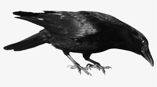 Crow Clipart, HD Png Download, Transparent PNG