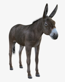 Donkey, Mule, Animal, Nature, Livestock, Mammal, Ass - Burro Png, Transparent Png, Transparent PNG