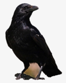 American Crow, HD Png Download, Transparent PNG