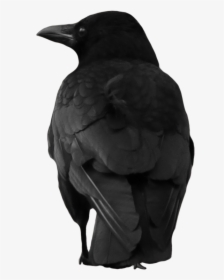 Crow Png Image - Crow Png, Transparent Png, Transparent PNG