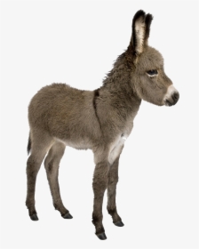 Donkey Png Images - Donkey And Young One, Transparent Png, Transparent PNG
