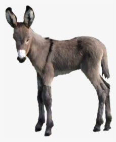 Png Donkey, Transparent Png, Transparent PNG