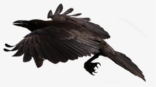 Crow Flying Transparent Background, HD Png Download, Transparent PNG