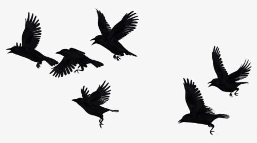 Crows Flying Transparent Background, HD Png Download, Transparent PNG
