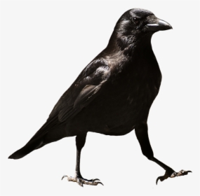 Common Raven Png Hd - Raven Bird Png Transparent Background, Png Download, Transparent PNG