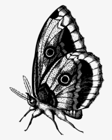 Butterfly,fly,moth - Colour Butterfly, HD Png Download, Transparent PNG