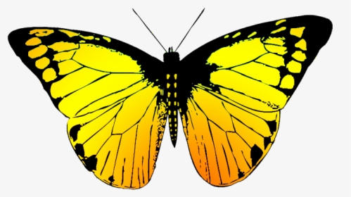 Beatifully Colored Butterfly Drawing - Butterfly In Different Colours, HD Png Download, Transparent PNG