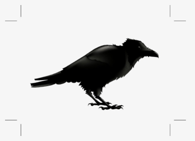 Common Raven Silhouette Stock Photography Illustration - Cartoon Raven Png, Transparent Png, Transparent PNG