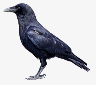 Download Common Raven Png Clipart - Crow Png, Transparent Png, Transparent PNG