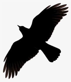 Raven Png - Flying Raven Clipart, Transparent Png, Transparent PNG