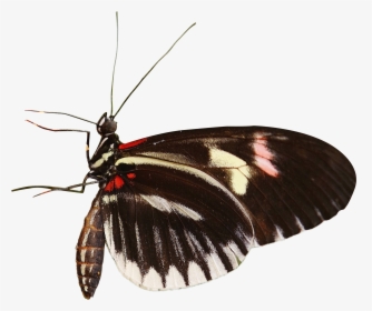 Butterfly Png Image - Butterfly Png, Transparent Png, Transparent PNG