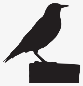 American Crow , Png Download - American Crow, Transparent Png, Transparent PNG