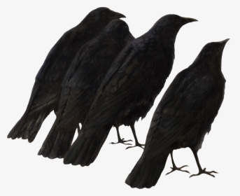 Transparent Crow Png - Raven, Png Download, Transparent PNG