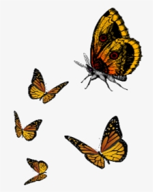 #ftestickers #butterfly #cute #fly #yellow - Unique Cartoon Cute Butterfly Png, Transparent Png, Transparent PNG