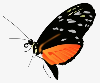 Lighter Orange-black Butterfly Clip Arts - Butterfly Png Full Hd, Transparent Png, Transparent PNG