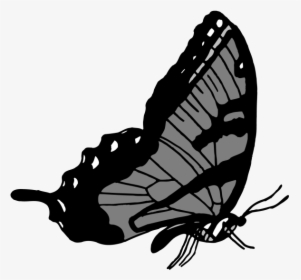 Transparent Flying Butterflies Png - Papilio Machaon, Png Download, Transparent PNG