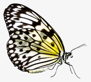 Butterfly, Insect, Wing, Nature, Flying, Probe - Butterfly, HD Png Download, Transparent PNG