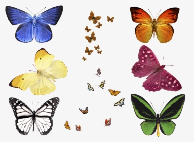 Free Photo Butterfly Overlays, Realistic Natural Flying, HD Png Download, Transparent PNG