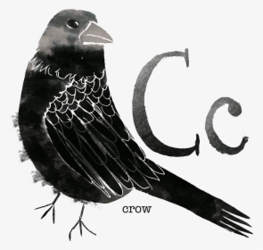 Crow - Rose Breasted Grosbeak, HD Png Download, Transparent PNG