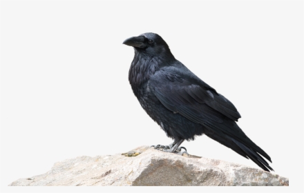 Raven, Bird, Animal World, Nature, Animal, Wild - Animal With Transparent Background, HD Png Download, Transparent PNG