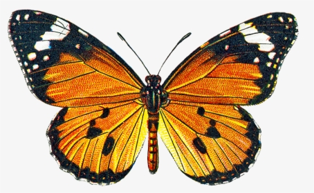 Transparent Clipart Backround - Vintage Butterflies Transparent Background, HD Png Download, Transparent PNG
