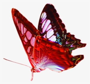 Butterfly Gratis Red - Transparent Background Png Format Butterflies Png, Png Download, Transparent PNG