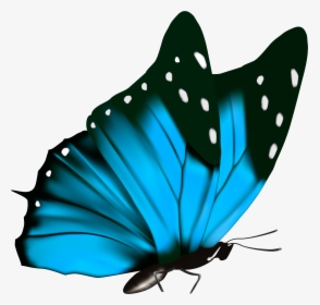 Butterfly Png Full Hd, Transparent Png, Transparent PNG