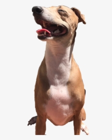 Jennamarbles Iggy Italiangreyhound Sticker Freetoedit - Peach Jenna Marbles Transparent, HD Png Download, Transparent PNG
